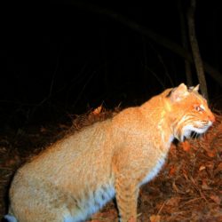 Night camera captures a Bobcat