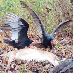 Trail Camera Shots: Vultures with prey