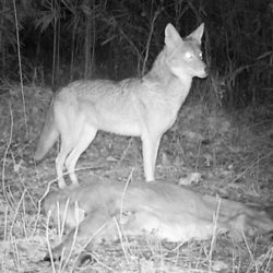 Trail Camera Shots: Coyote and Prey