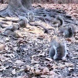 Group of Eastern grey squirrels