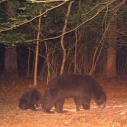 Trail Camera Shots: Black bear mother and cub
