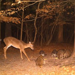 Trail Camera Shot: Deer and Racoons