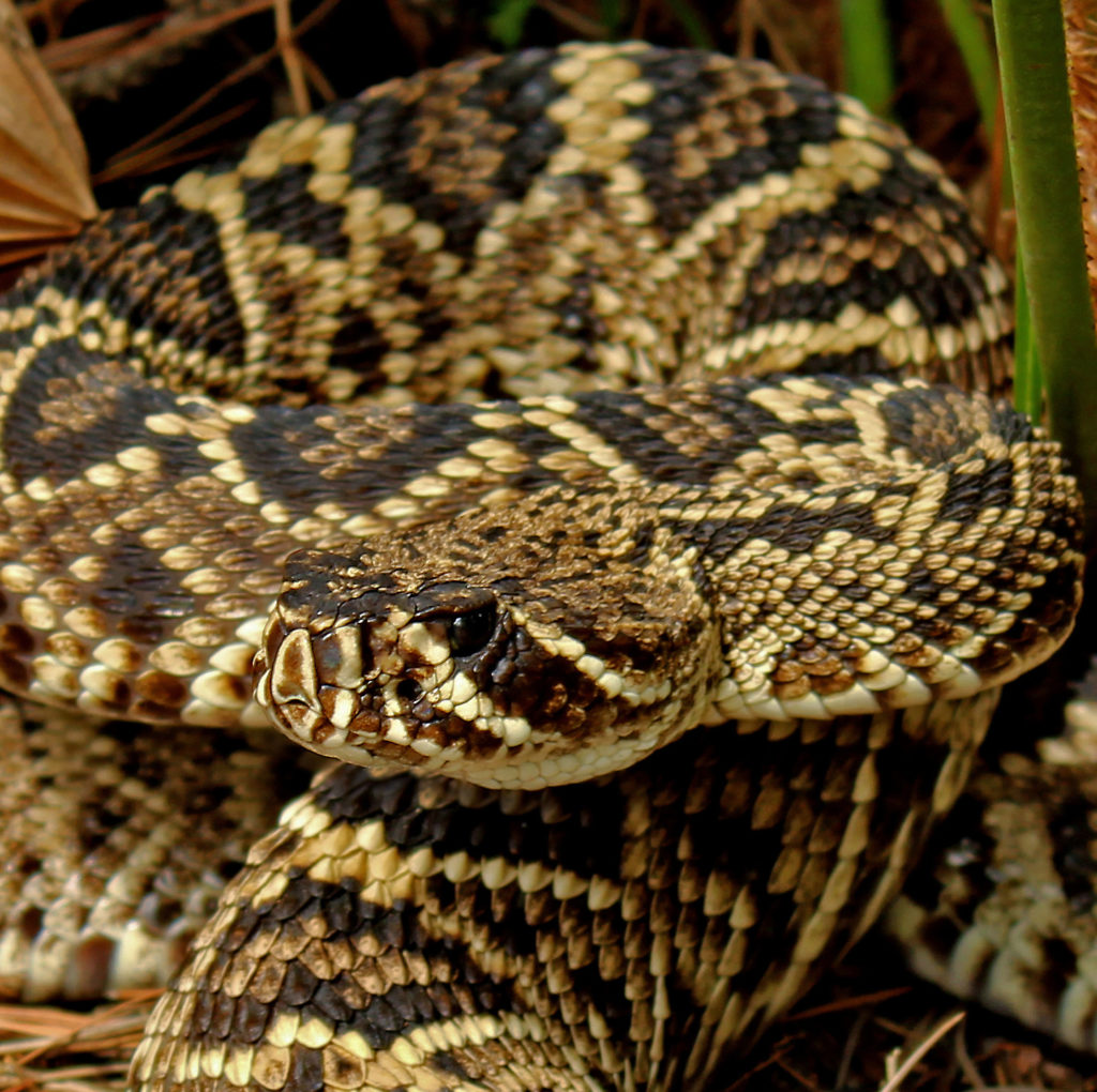 PROTECTED REPTILES AND AMPHIBIANS | N.C. Tree Farm Program, Inc.