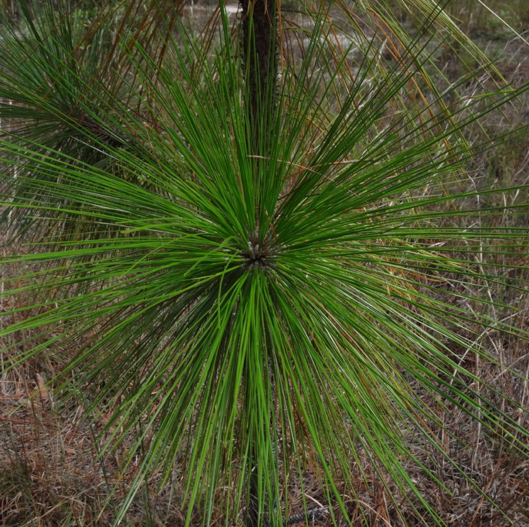 North Carolina Forest Types N.C. Tree Farm Program, Inc.