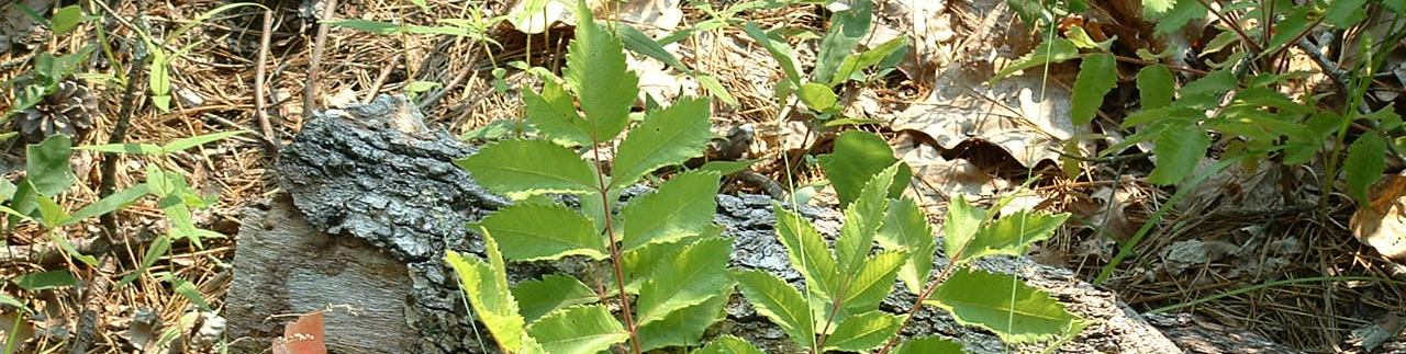 Rhus_michauxii wikimedia commons banner | N.C. Tree Farm Program, Inc.